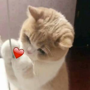 黄色电影一级人跟动物
